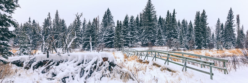 Bridge to Winter by Andrew March